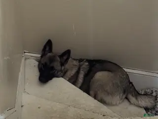 Norwegian Elkhound dogs Norwegian Elkhound Puppy 1 - Ad 7