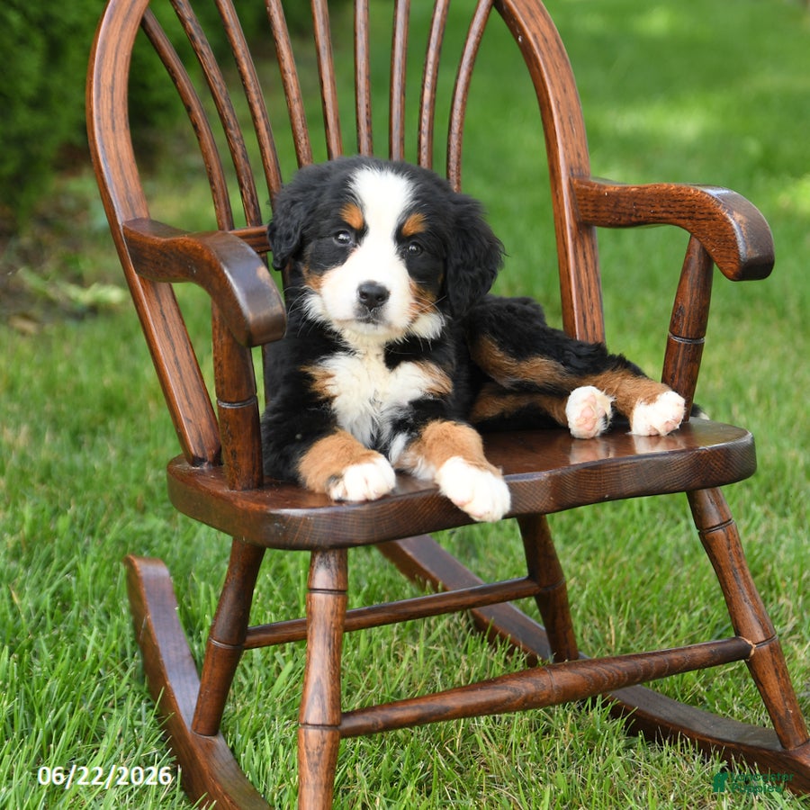 Bernese Mountain Dog dogs Lola - Ad 2