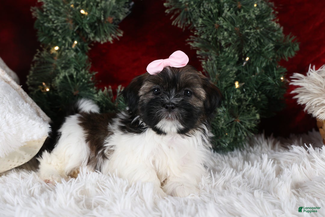 Shih Tzu dogs for sale: Penny - Ad 11