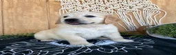 Golden Retriever dogs for sale: Gigi - Ad 25