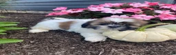 Shih Tzu dogs for sale: Sophie - Ad 6