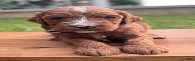 Maple