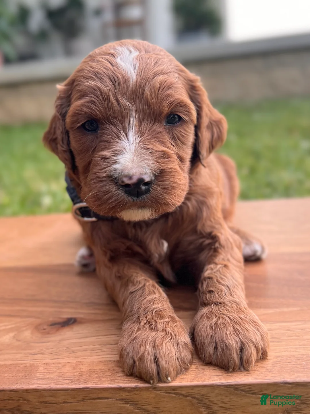 Irish Doodle dogs for sale: Maple - Ad 1