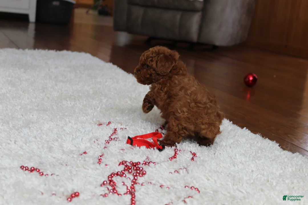Toy Poodle dogs for sale: Tiny Asher - Ad 3