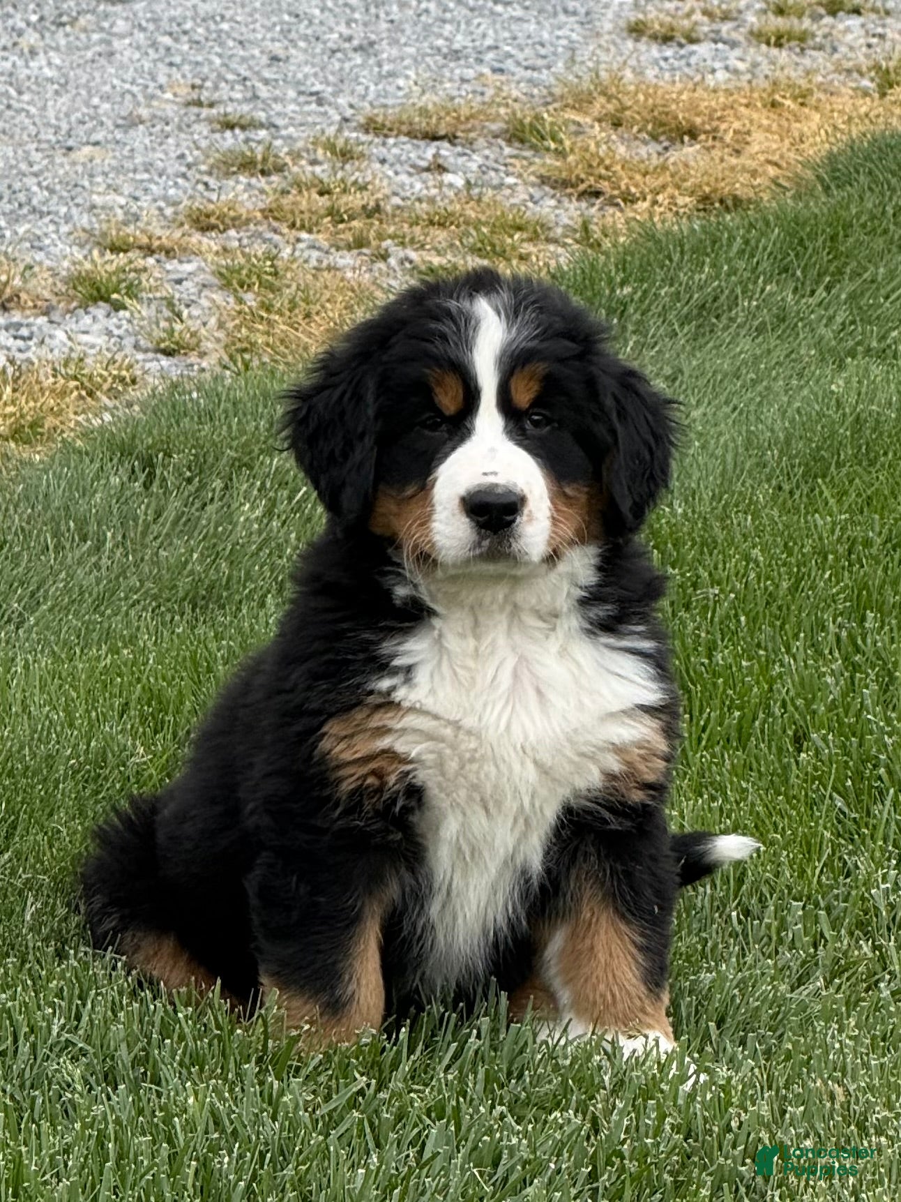 Bernese Mountain Dog dogs Sasha - Ad 1