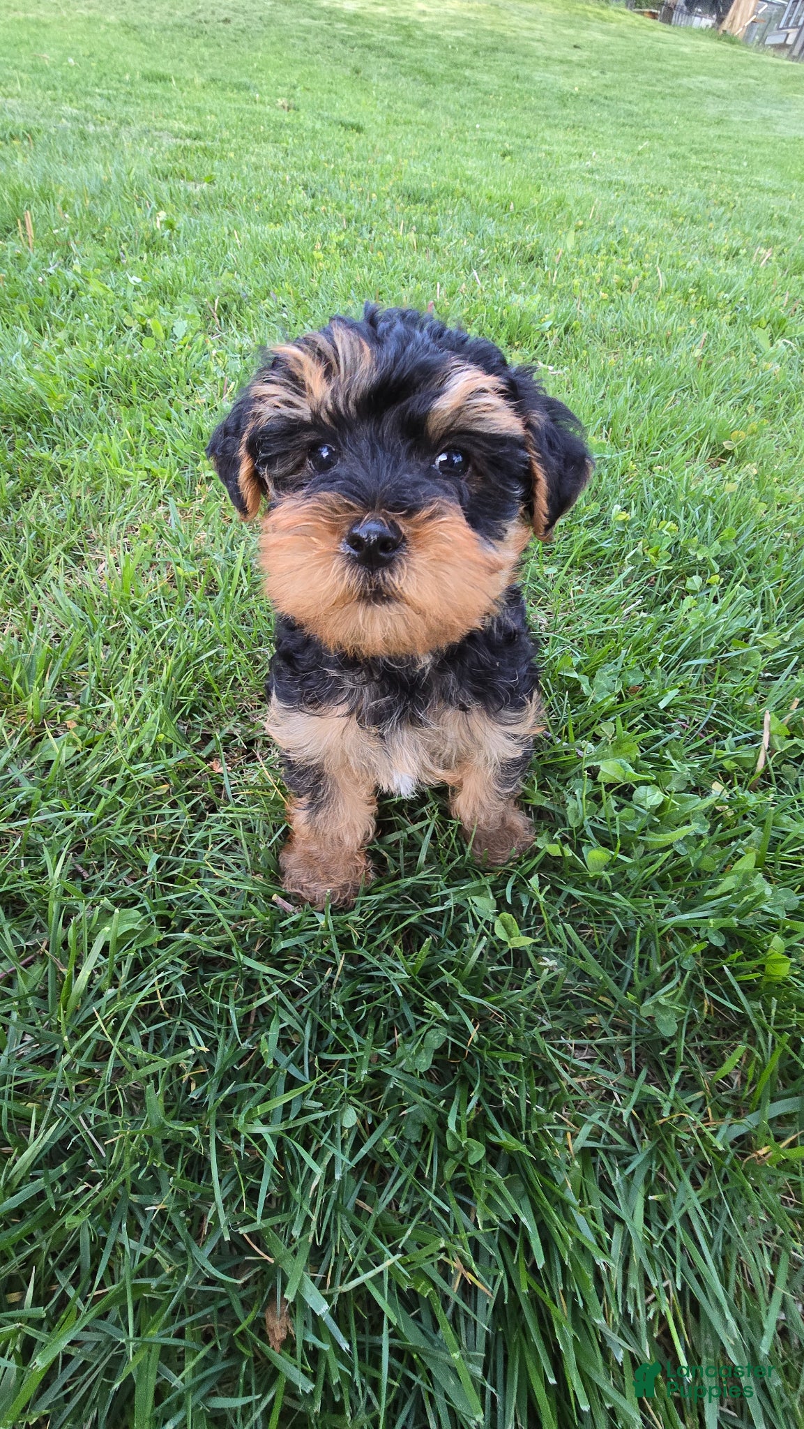 Yorkiepoo dogs Milo  - Ad 2
