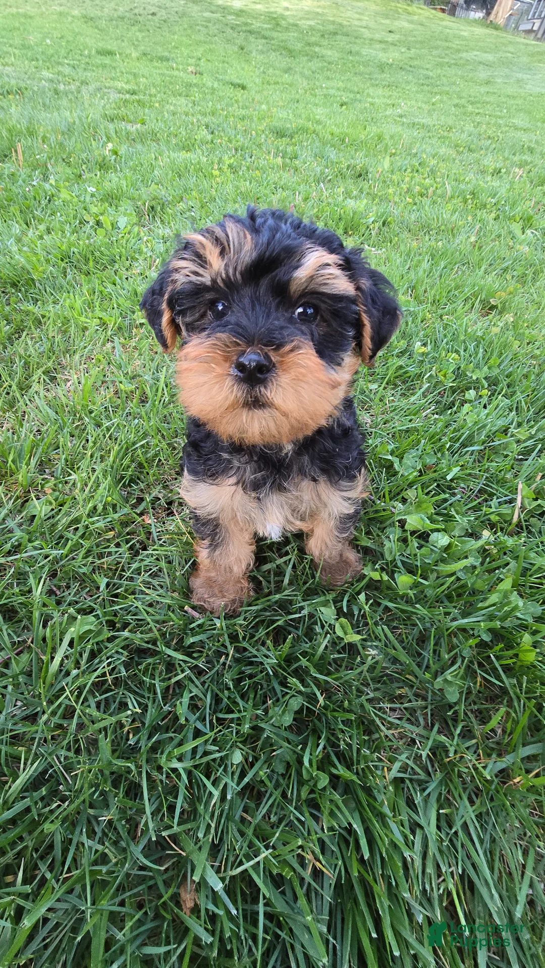 Yorkiepoo dogs for sale: Milo  - Ad 2