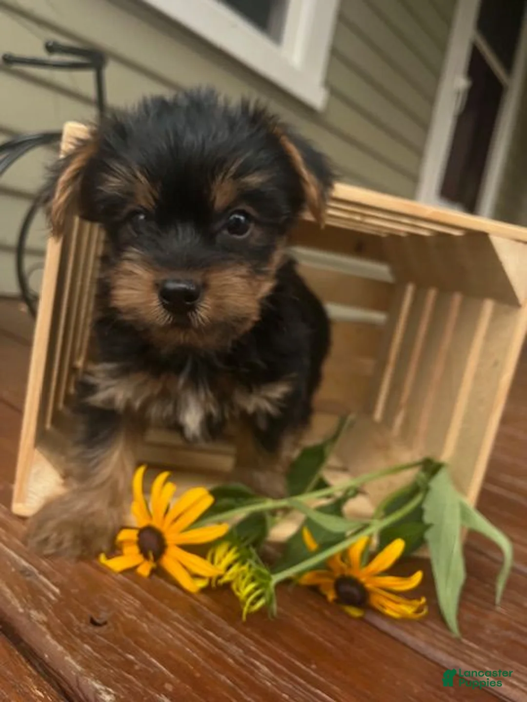 Yorkshire Terrier dogs for sale: Austin - Ad 2