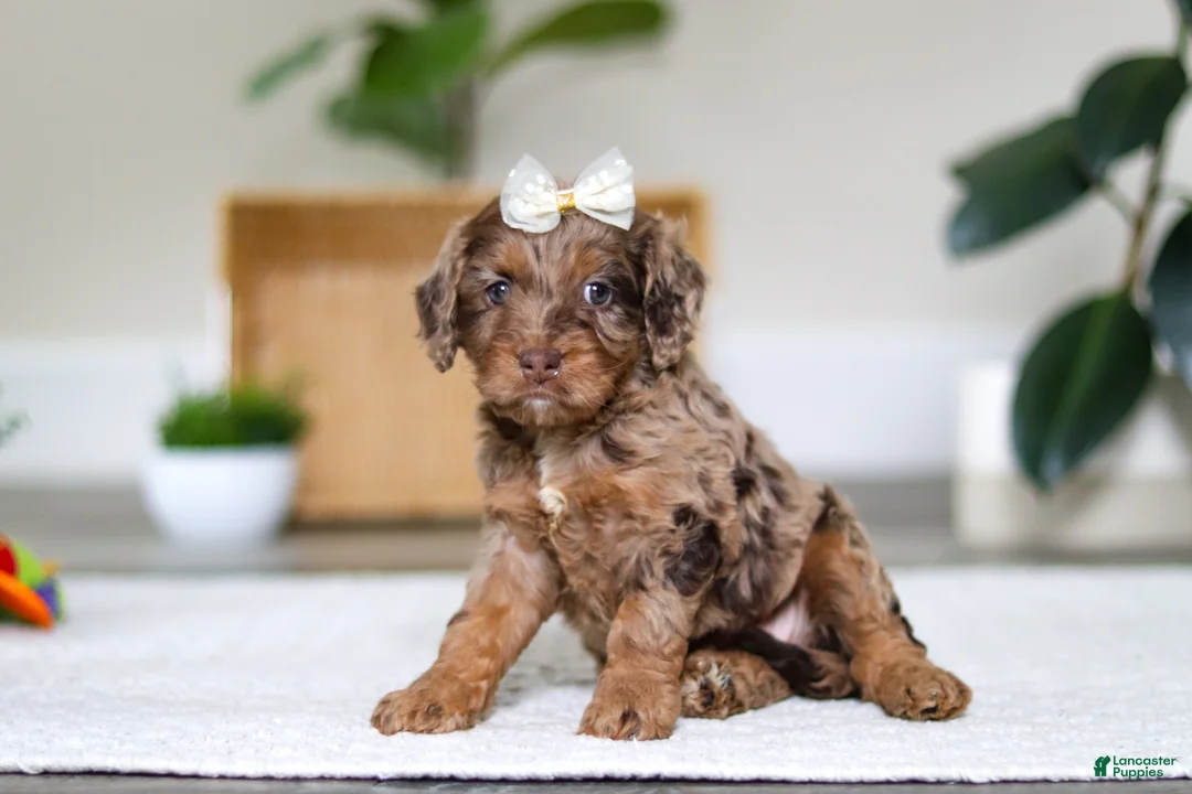 Cockapoo dogs for sale: Ellie - Ad 3