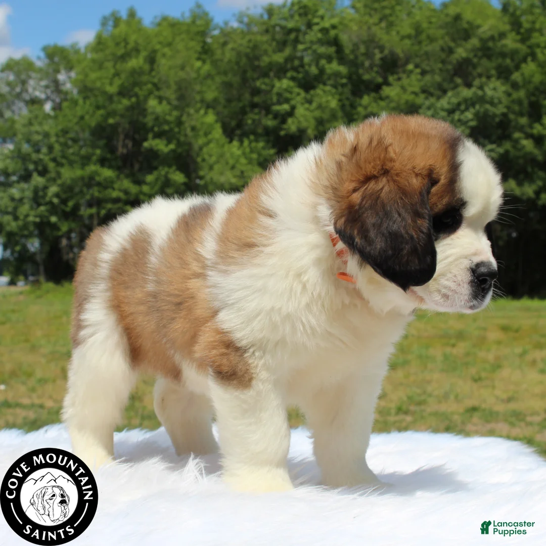 Saint Bernard dogs for sale: Breeze - Ad 2