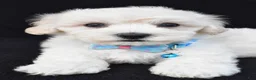 Maltipoo dogs for sale: Tucker - Ad 5