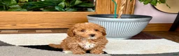 Maltipoo dogs for sale: Maltipoo 2 - Ad 2