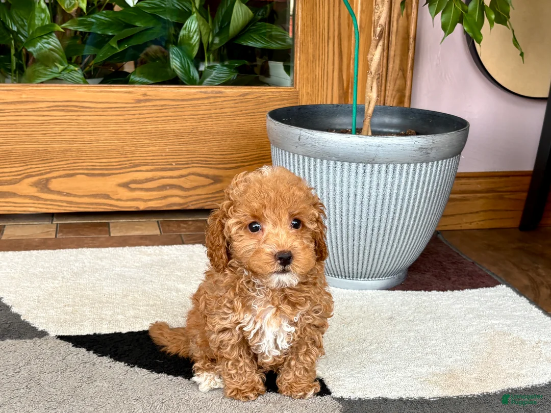 Maltipoo dogs for sale: Maltipoo 2 - Ad 2