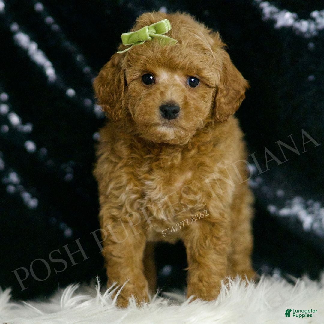 Mini Goldendoodle dogs for sale: Olive F1BB - Ad 2