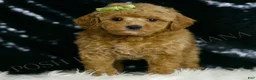 Mini Goldendoodle dogs for sale: Olive F1BB - Ad 2