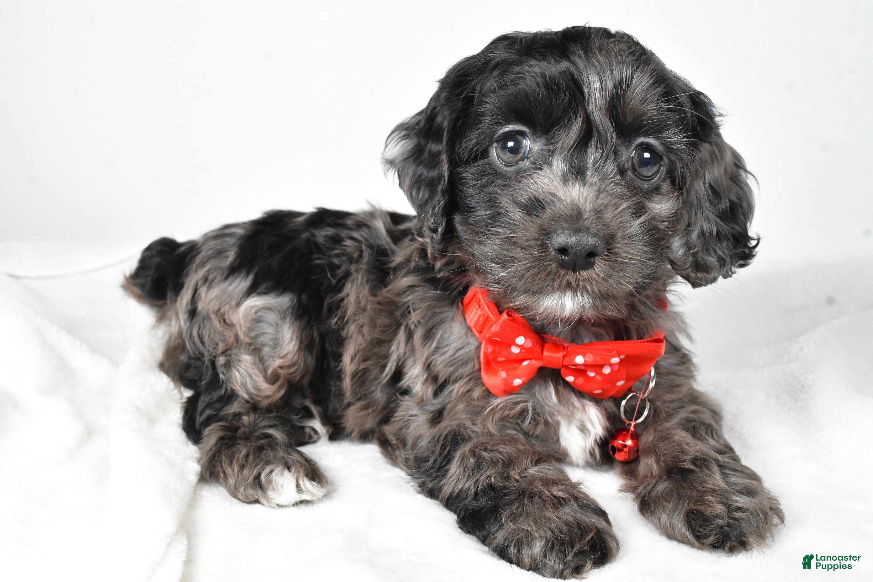 Cockapoo dogs Austin - Ad 21