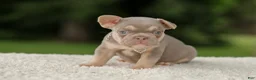 French Bulldog dogs for sale: Denver - Ad 8