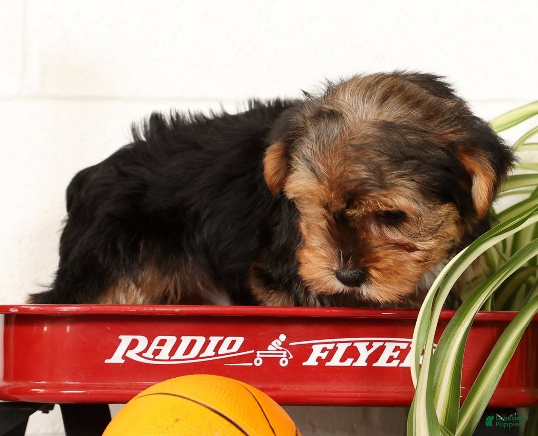 Yorkshire Terrier dogs for sale: Kato - Ad 7