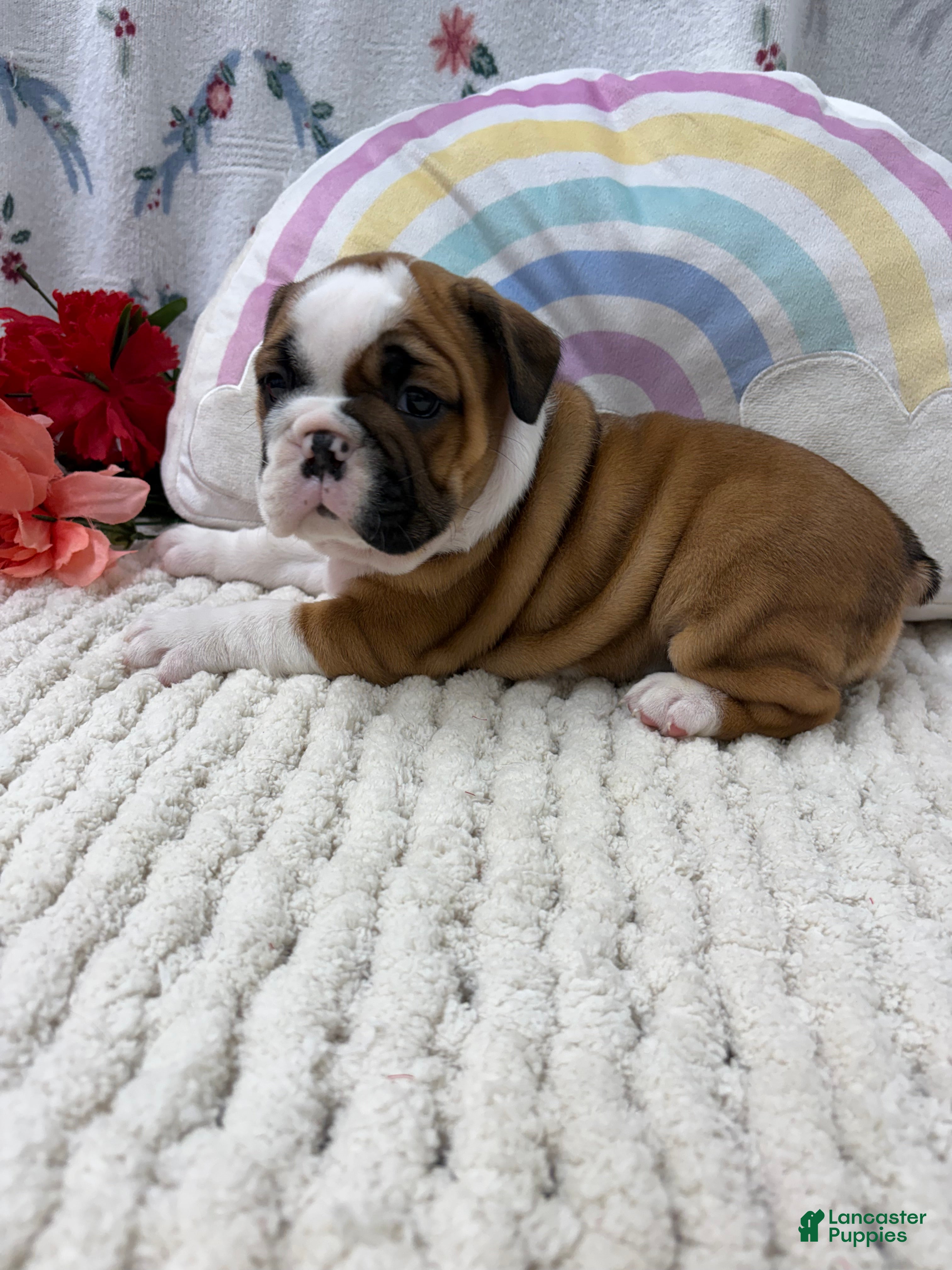 English Bulldog dogs Laina  - Ad 2