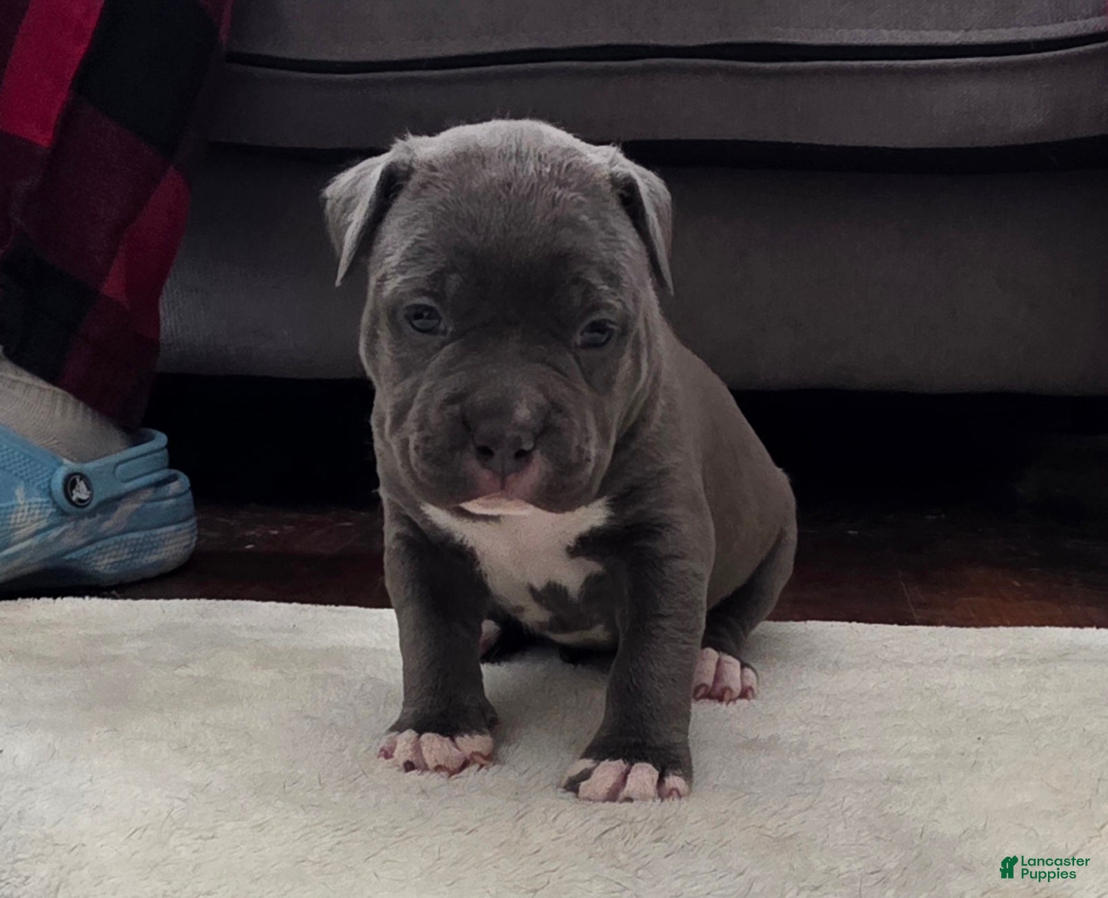 American Bully dogs Trixie - Ad 2