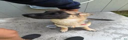 German Shepherd dogs for sale: Nyx  - Ad 4