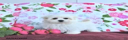 Maltese dogs for sale: Fritz EXTRA SMALL - Ad 7
