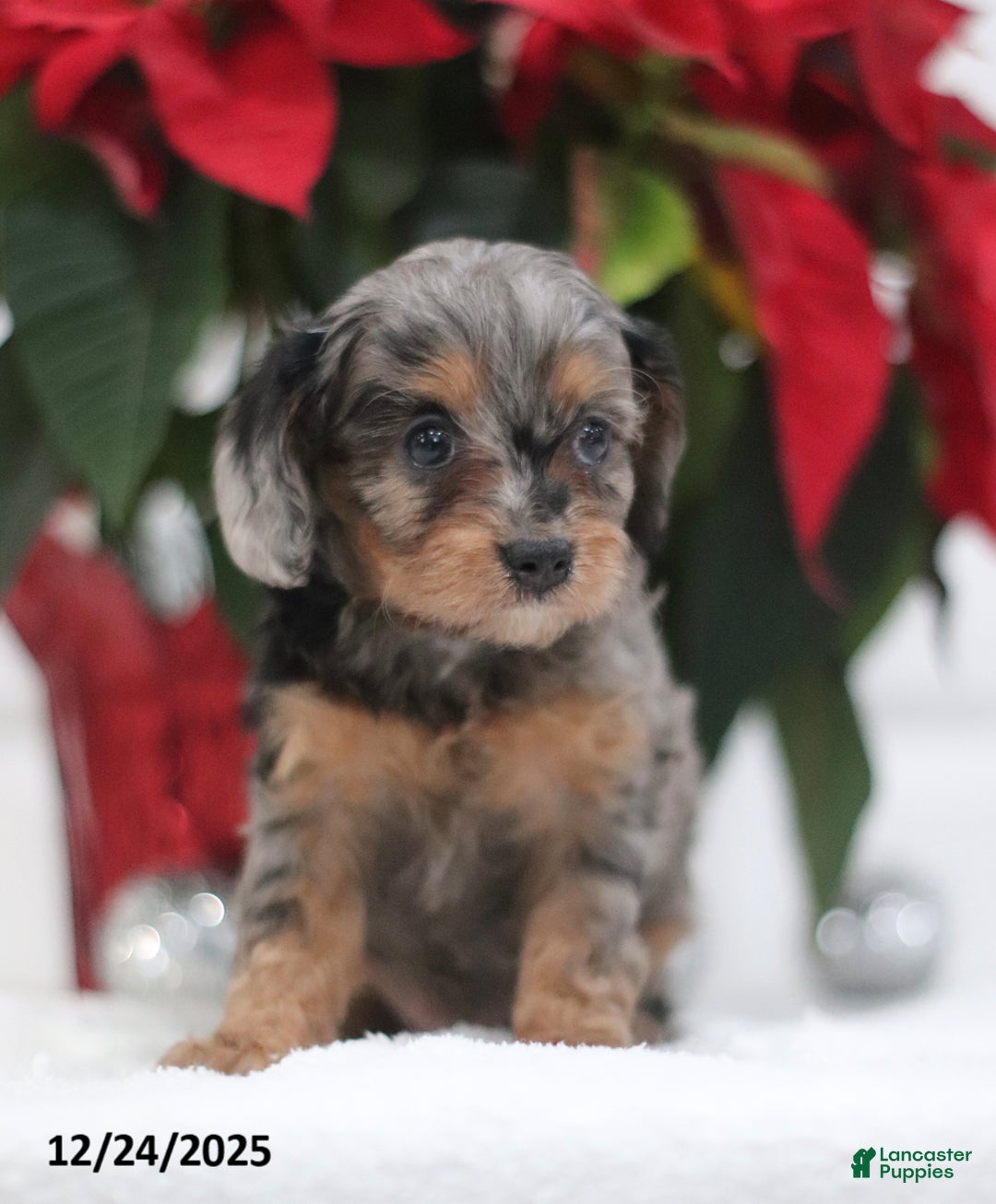 Cavapoo dogs for sale: Pearl - Ad 5