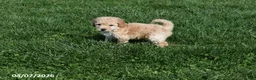 Bichpoo dogs for sale: Brooklyn - Ad 3