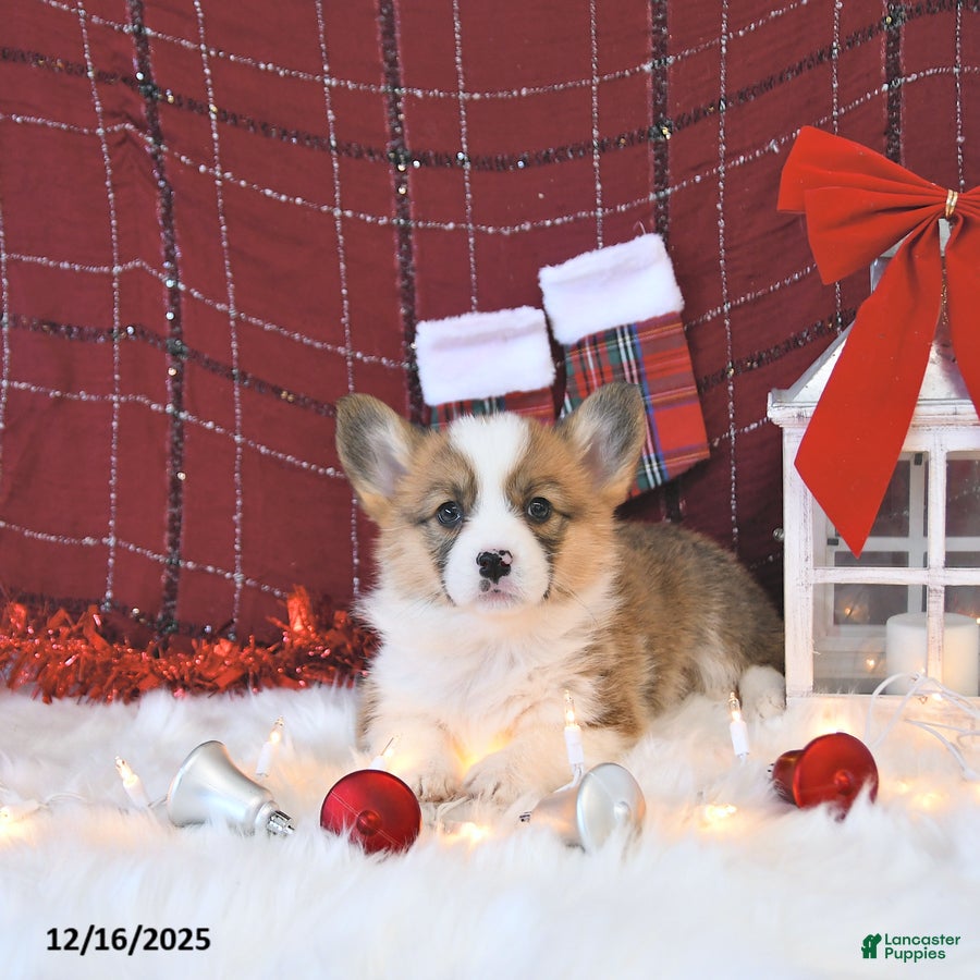 Welsh Corgi Pembroke dogs Roxy - Ad 14