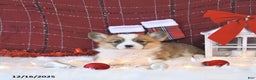 Welsh Corgi Pembroke dogs for sale: Roxy - Ad 1