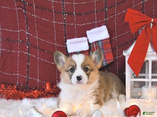 Welsh Corgi Pembroke dogs Roxy - Ad 14