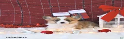 Welsh Corgi Pembroke dogs for sale: Roxy - Ad 11