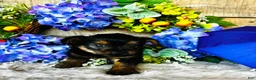 Yorkshire Terrier dogs for sale: Froggy - Ad 10