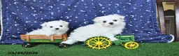 Maltese dogs for sale: Loki EXTRA SMALL - Ad 3