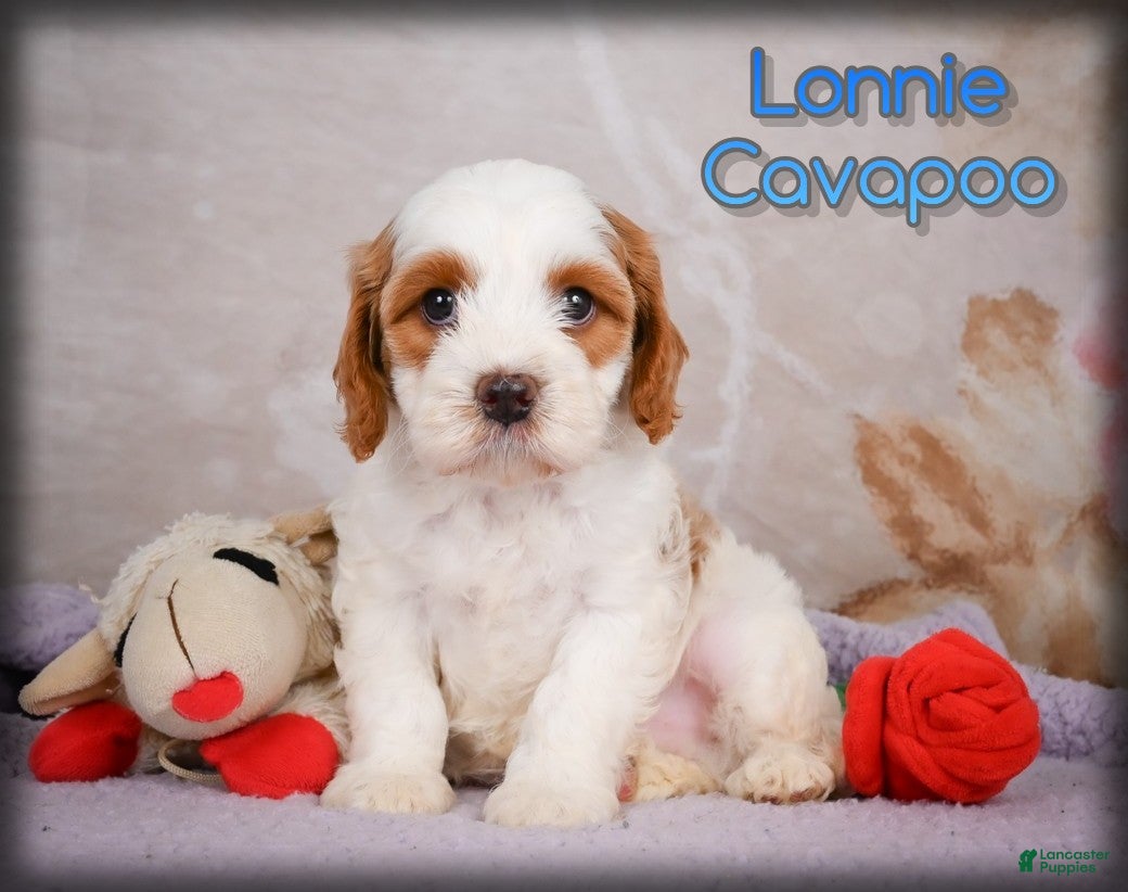 Cavapoo dogs for sale: Lonnie - Ad 3