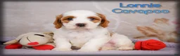 Cavapoo dogs for sale: Lonnie - Ad 1