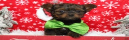 Yorkiepoo dogs for sale: Maize - Ad 4