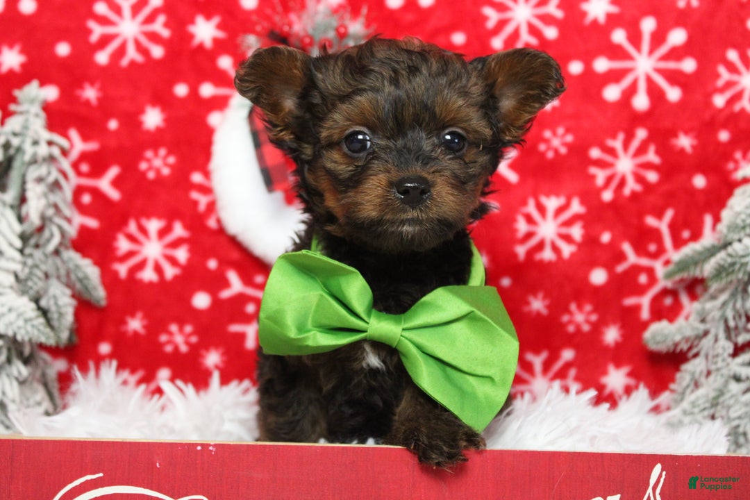 Yorkiepoo dogs for sale: Maize - Ad 4