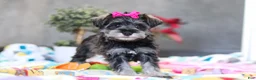 Miniature Schnauzer dogs for sale: Mila - Ad 3
