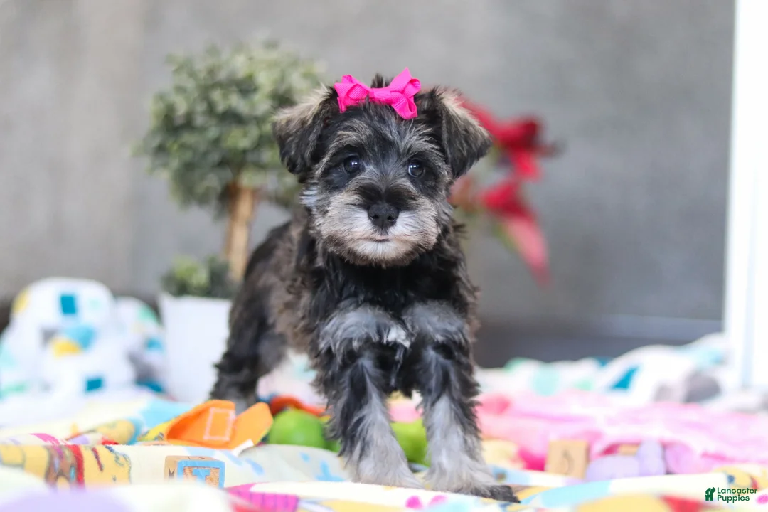 Miniature Schnauzer dogs for sale: Mila - Ad 3