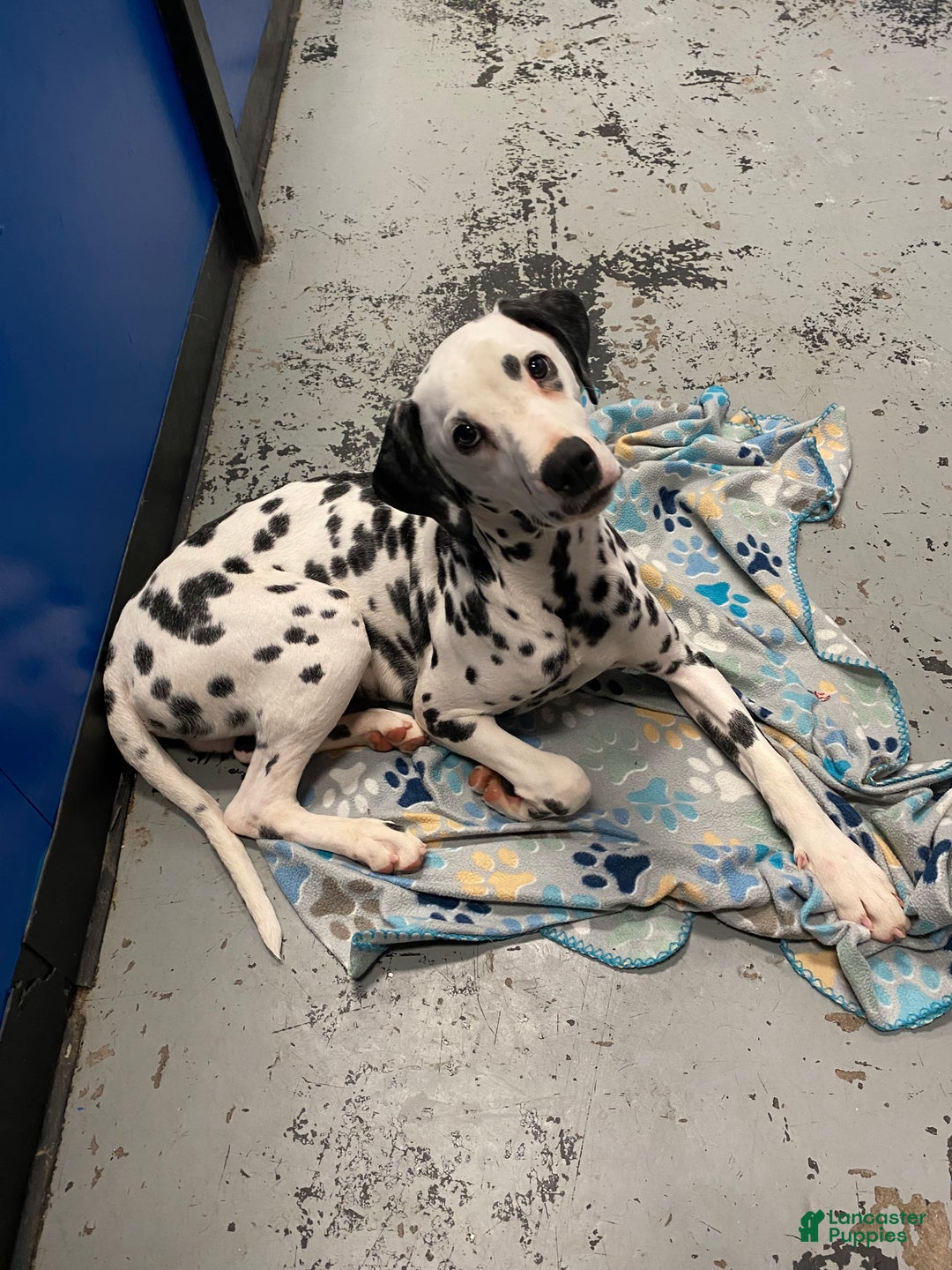 Dalmatian dogs for sale: Dalmatian Puppy 1 - Ad 3