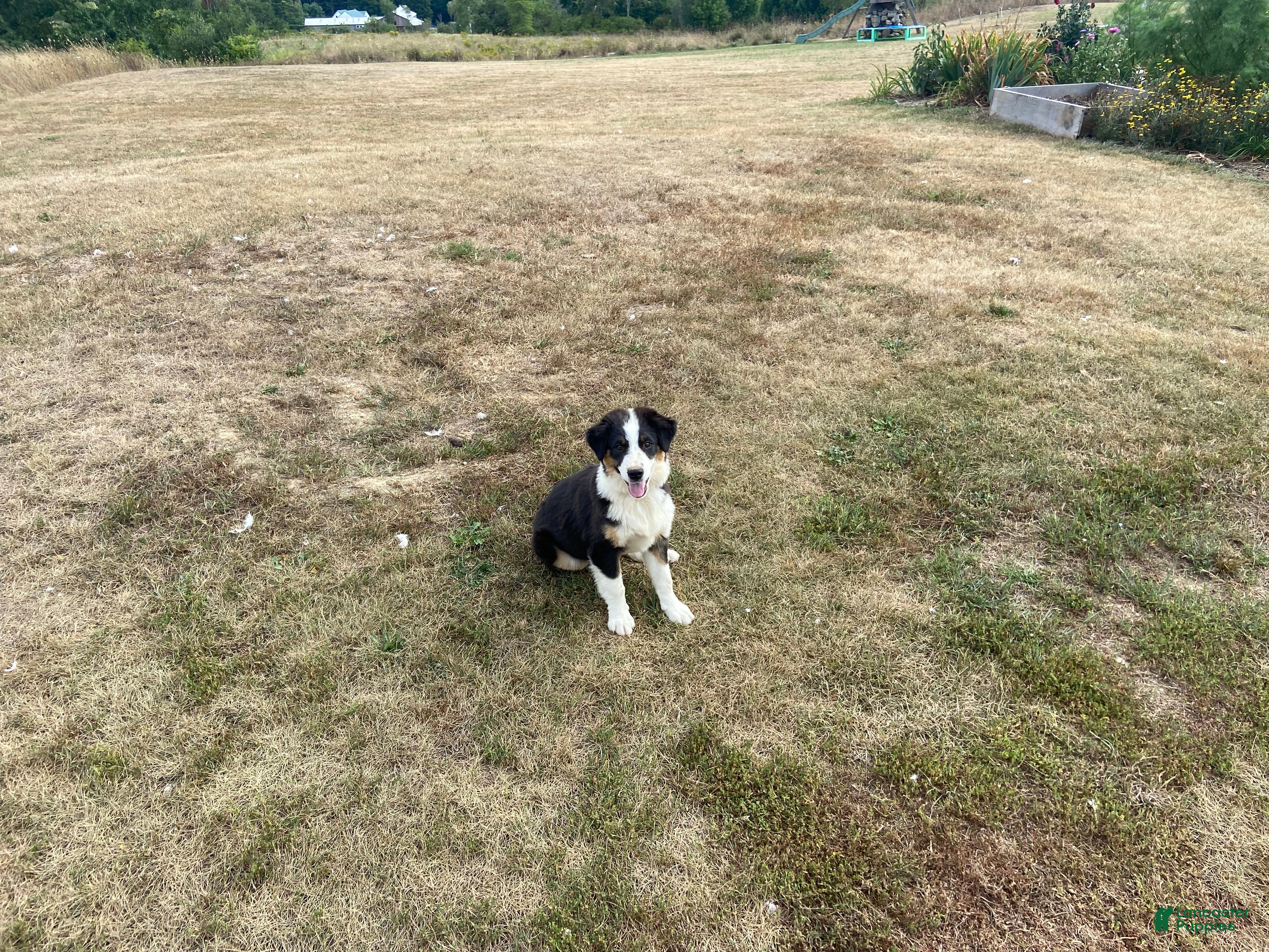 Miniature Australian Shepherd dogs Girl  - Ad 2