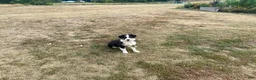Miniature Australian Shepherd dogs for sale: Girl  - Ad 2