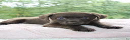Labrador Retriever dogs for sale: Molly  - Ad 4