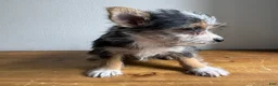 Chorkie dogs for sale: Sable  - Ad 8
