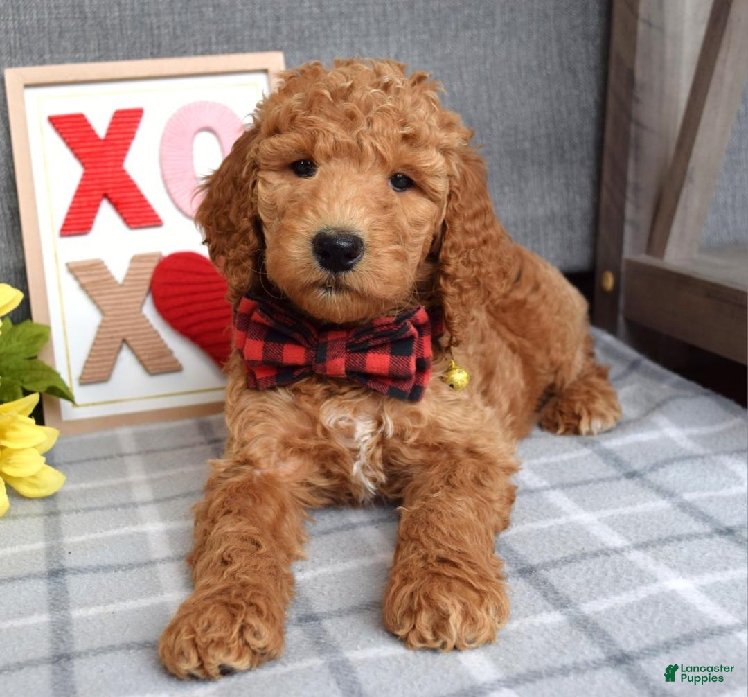 Standard Poodle dogs for sale: Charlie - Ad 2
