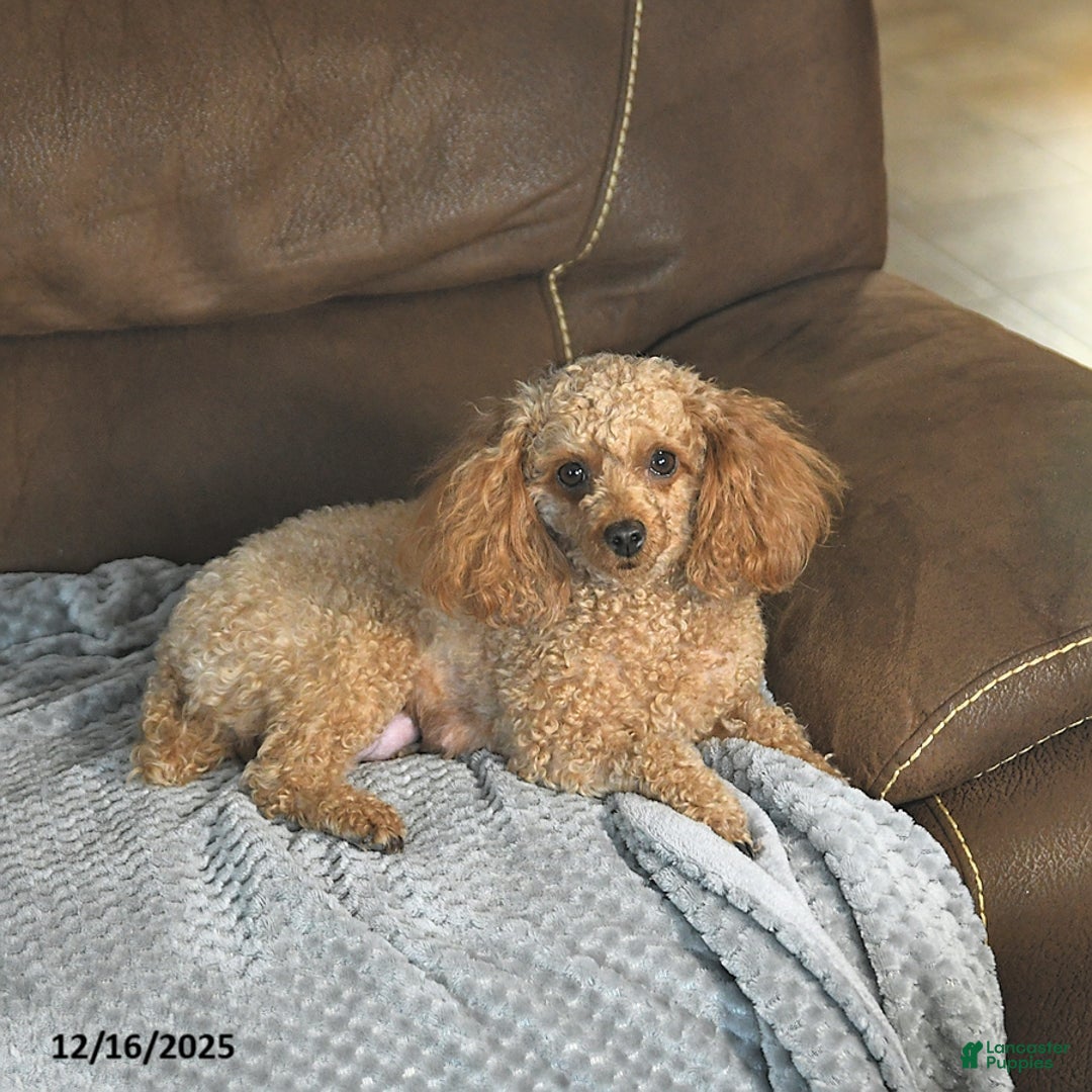 Toy Poodle dogs for sale: Milo HOUSE RAISED - Ad 6