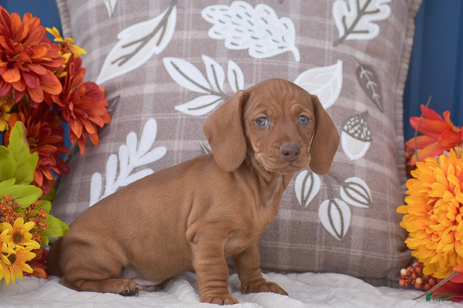 Miniature Dachshund dogs Flippy  - Ad 27