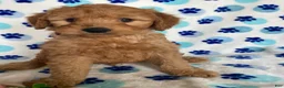 Mini Goldendoodle dogs for sale: Willie - Ad 1