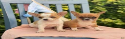 Chihuahua dogs for sale: Honey - Ad 22